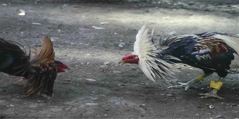 Đặt cược đá gà W88 đang là lựa chọn tuyệt