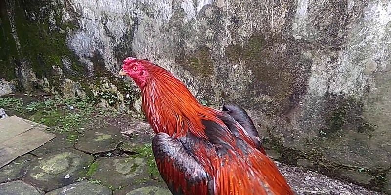 đặt cược đá gà W88