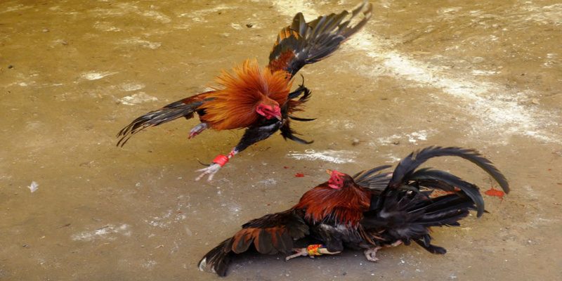 Tăng lên tỷ lệ thắng