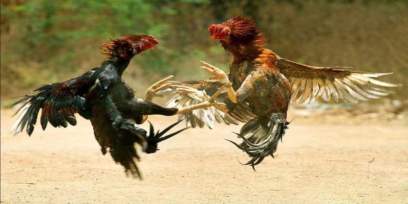 Phân tích hết đối thủ