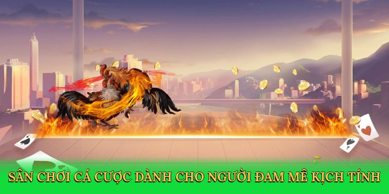 Sân chơi cá cược dành cho những người đam mê kịch tính